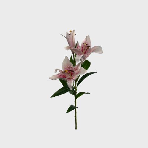 Lilies Collection Image