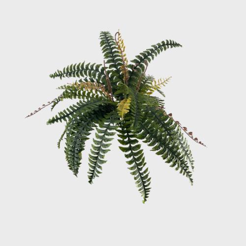 Ferns Collection Image