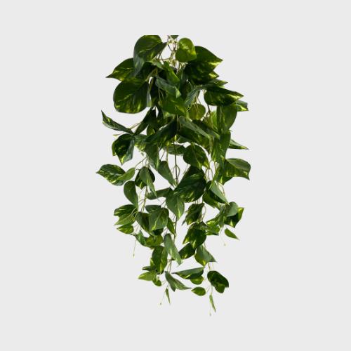 Hangers Collection Image