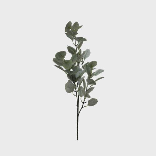 Eucalyptus Collection Image