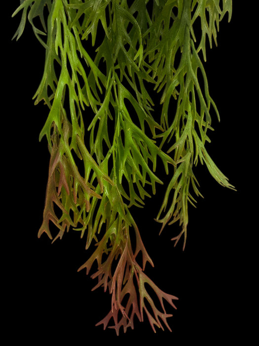 Artificial Hanging Coral Fern Vine