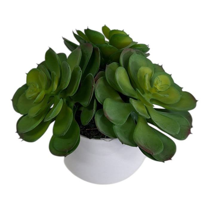 : Artificial Green Aeonium Cluster in White Ball Pot