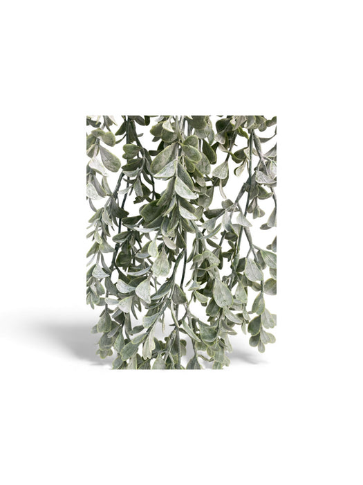 Trailing Eucalyptus Vine