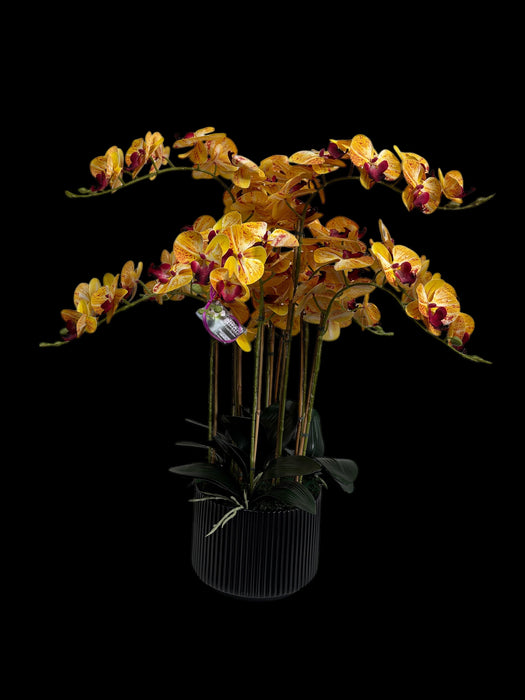9 Stem yellow Orchid