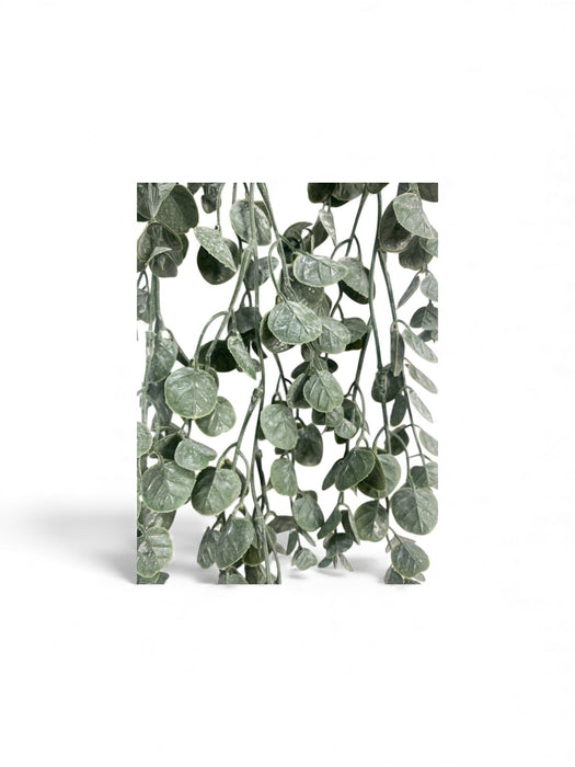 Trailing Eucalyptus Coin Vine