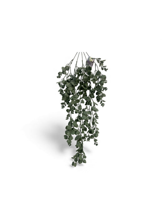 Trailing Eucalyptus Coin Vine