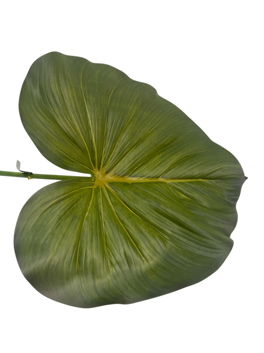 Alocasia (Elephant Ear) Leaf