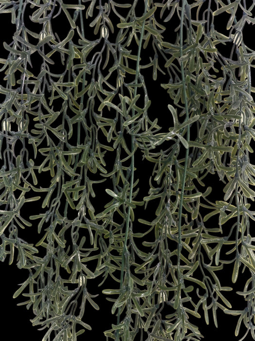 Trailing Needle Leaf Vine