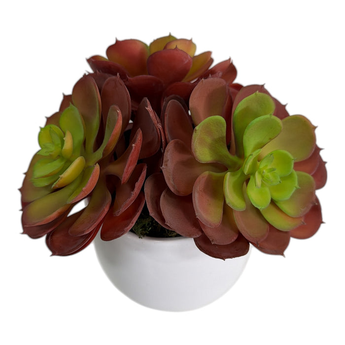 Artificial Burgundy & Green Echeveria Cluster in White Ball Pot