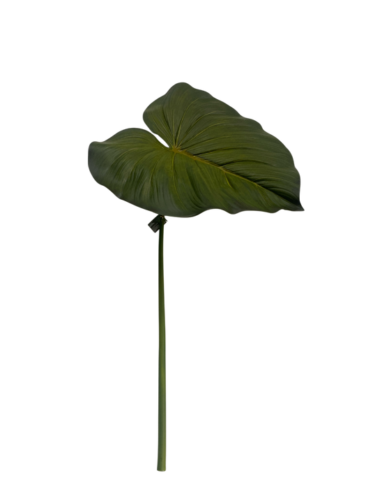 Alocasia (Elephant Ear) Leaf