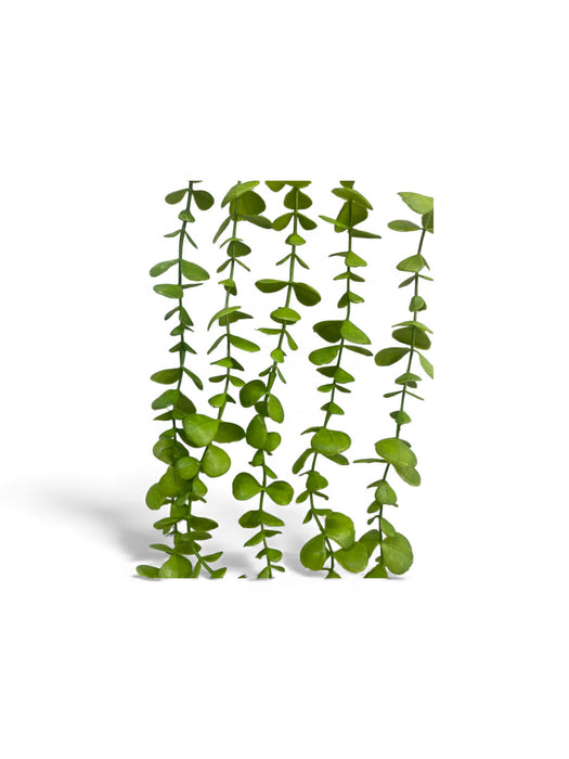 Peperomia Trailing Vine