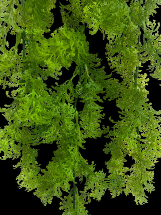 Trailing Asparagus Fern (Foxtail / Lace Fern style)