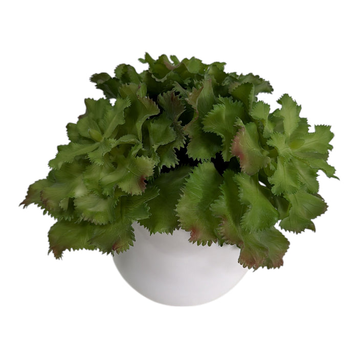 Artificial Frilly Succulent Plant in White Ball Pot