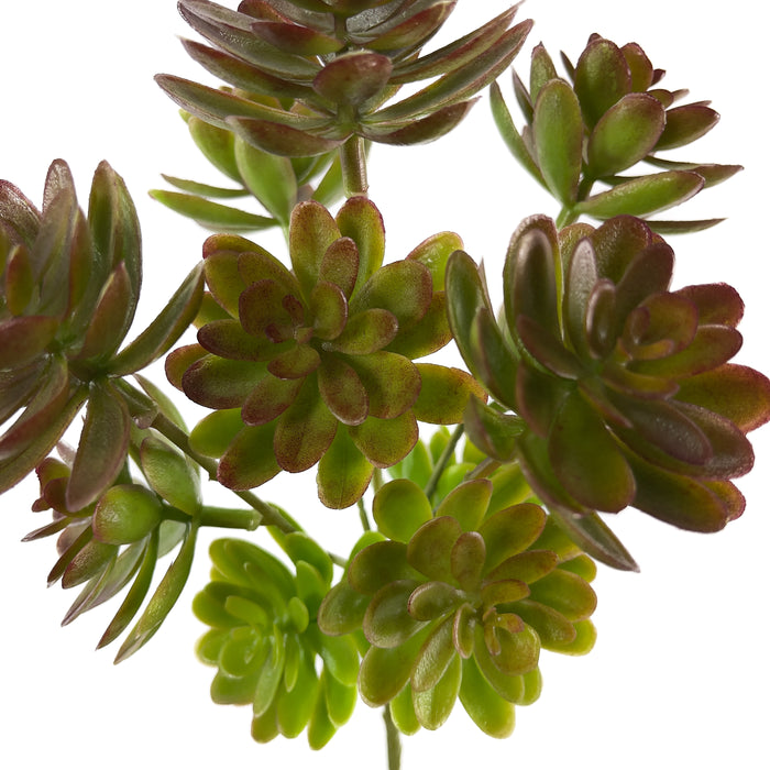 Artificial Echeveria Succulents Green/Brown