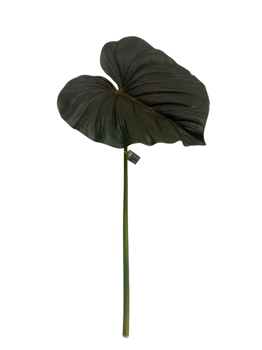 Philodendron Leaf