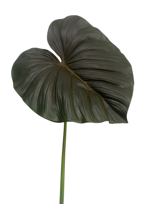 Philodendron Leaf