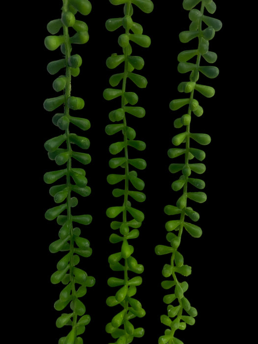 Trailing Succulent Vine