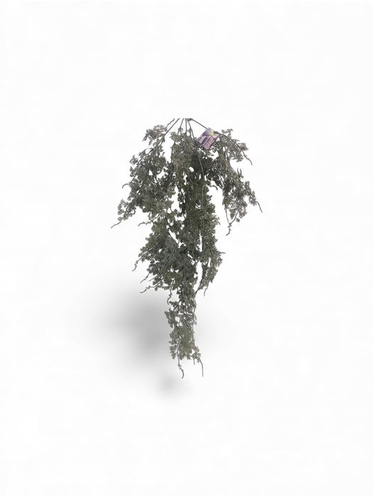 Trailing Cypress / Fern Sprig Vine