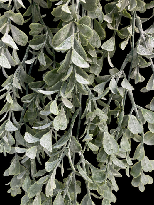 Trailing Eucalyptus Vine