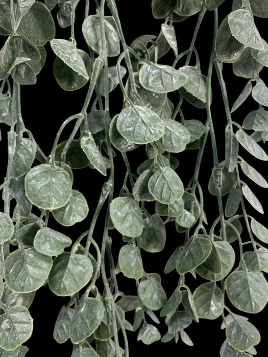 Trailing Eucalyptus Coin Vine