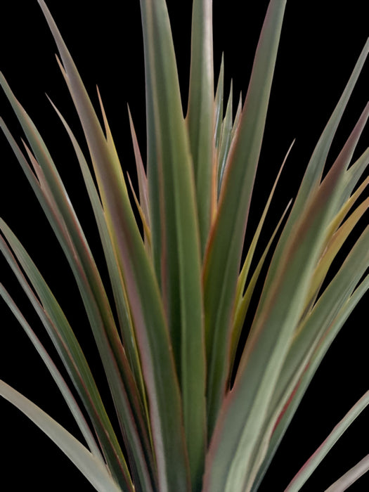 Yucca head