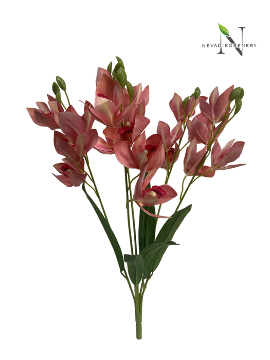 Cymbidium Orchid