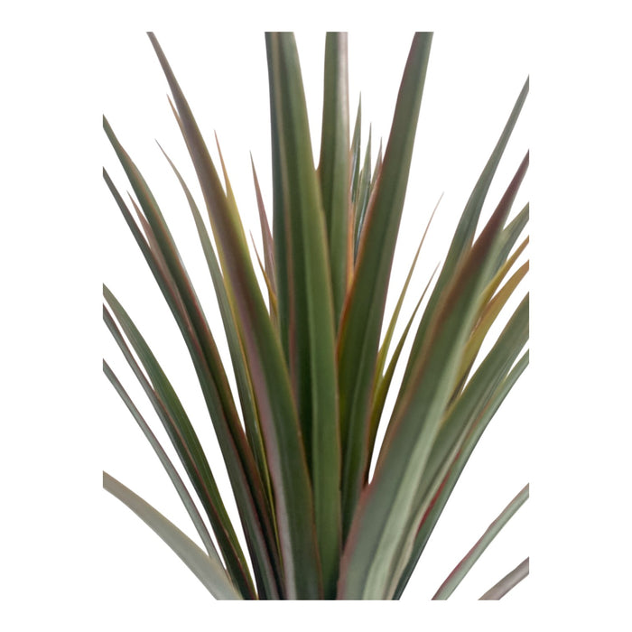 Yucca head