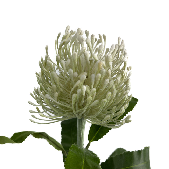 Artificial Leucospermum Cream