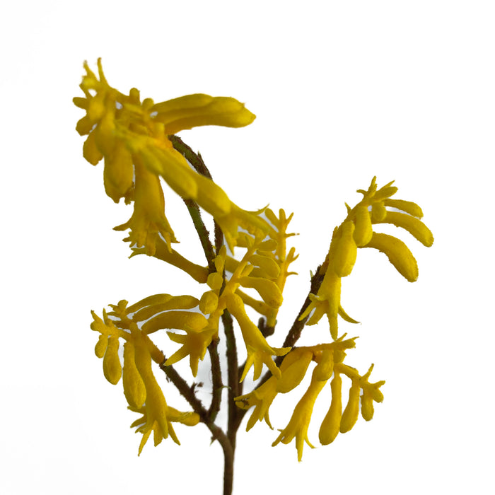 Artificial Kangaroo Paws Yellow